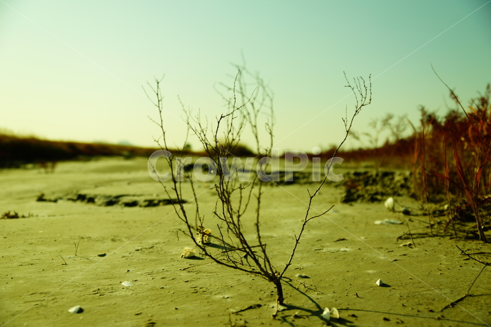 가뭄,자연,가지,나뭇가지,하늘,산,모래,흙,돌,자갈,자연,풍경,nature,landscape,outdoors,옥외,land,땅,water,물