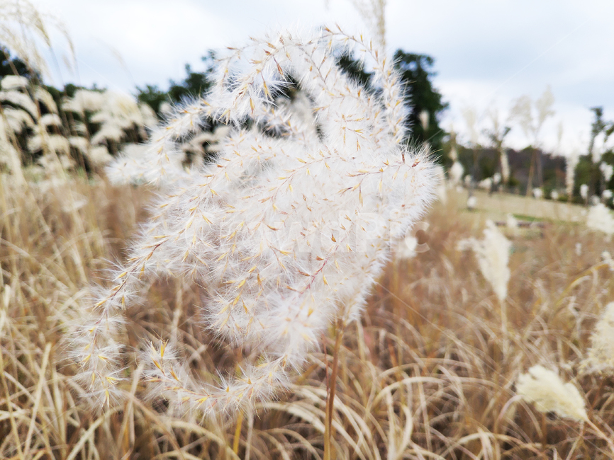 갈대,바람,자연,하늘,reed,wind,nature,sky,식물,plant,가을,계절,fall,autumn,season,식물,자연,plants,nature