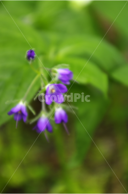 식물,자연,꽃,flower,color,식물,자연,plants,nature,꽃,flower