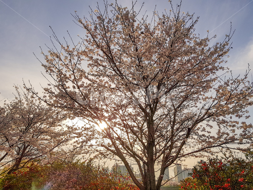 벚꽃,봄,나무,하늘,구름,노을,봄,계절,spring,season,tree,plant,식물