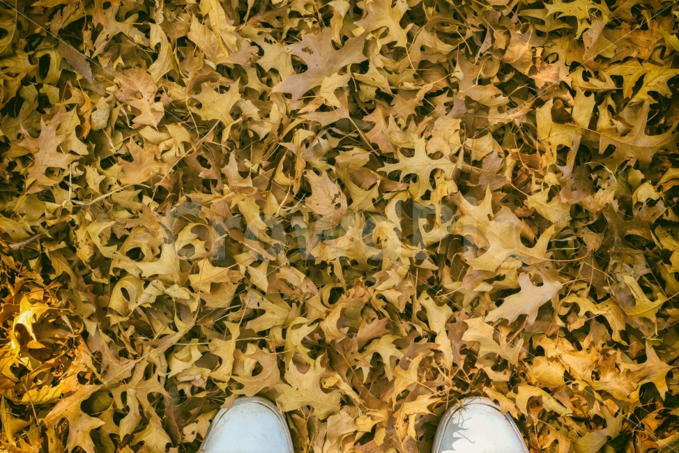 나뭇잎,낙엽,발,신발,쓸쓸함,식물,자연,plants,nature,가을,계절,fall,autumn,season