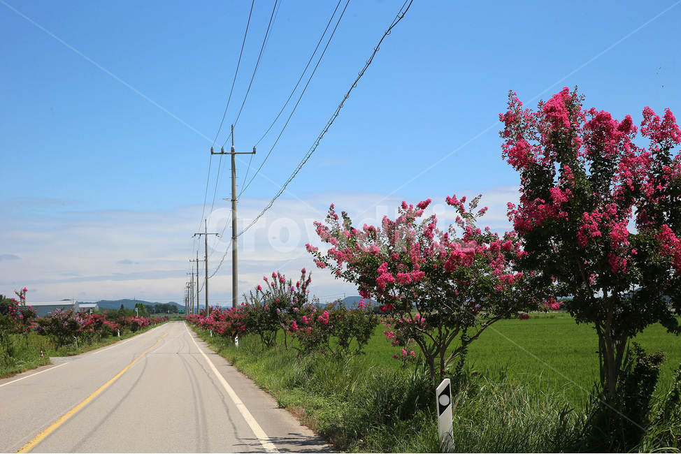 꽃,봄,나무,자연,spring,nature,flower