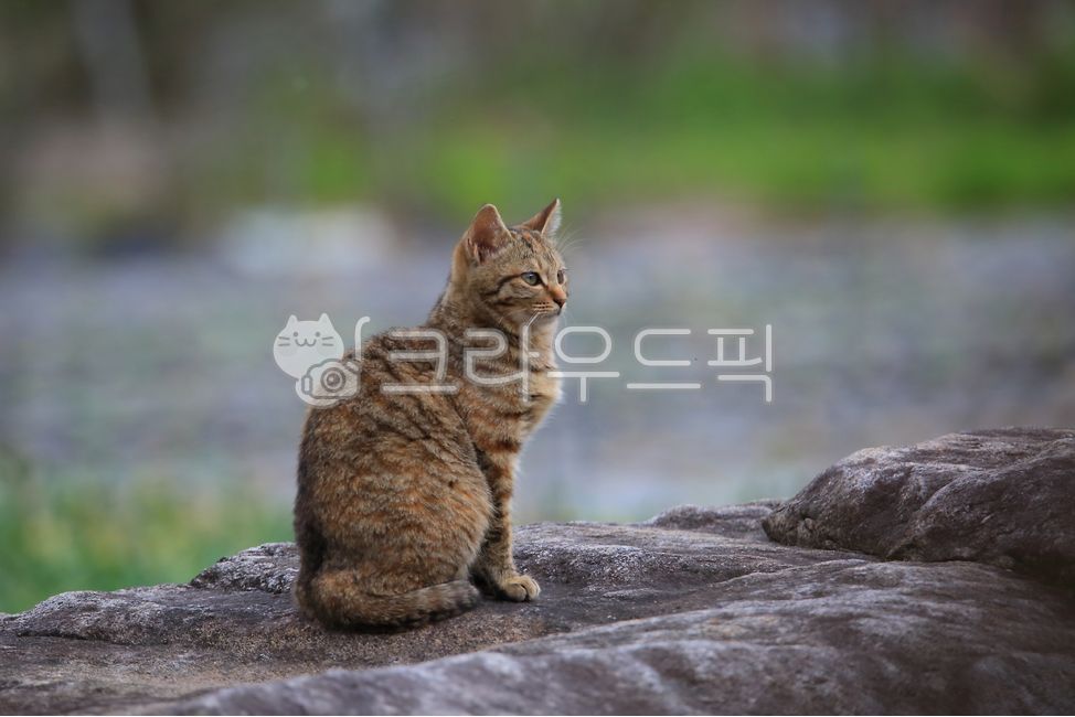 kitty,outdoor,Pets,kitten,stray cat,mammal,cat,animal,mammalia,pet