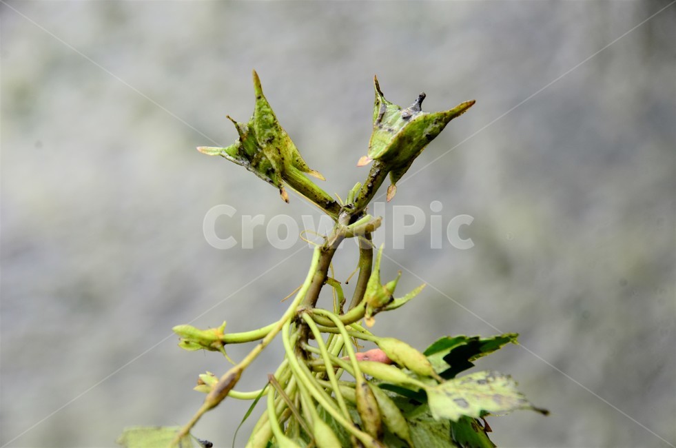 애기마름열매,마름류,수생식물,희소식물,물풀,식물,자연,plants,nature