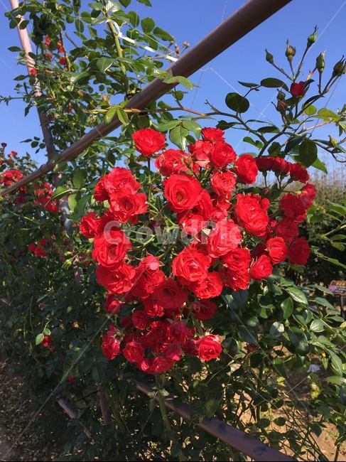 식물,꽃,장미,blossom,plant,빨강색,식물,자연,plants,nature,꽃,flower