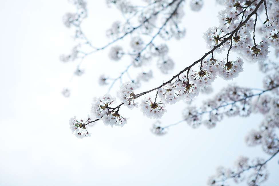 벚꽃,사쿠라,벚꽃아웃포커싱,아웃포커스,벚꽃클로즈인,봄,계절,spring,season,plant,식물