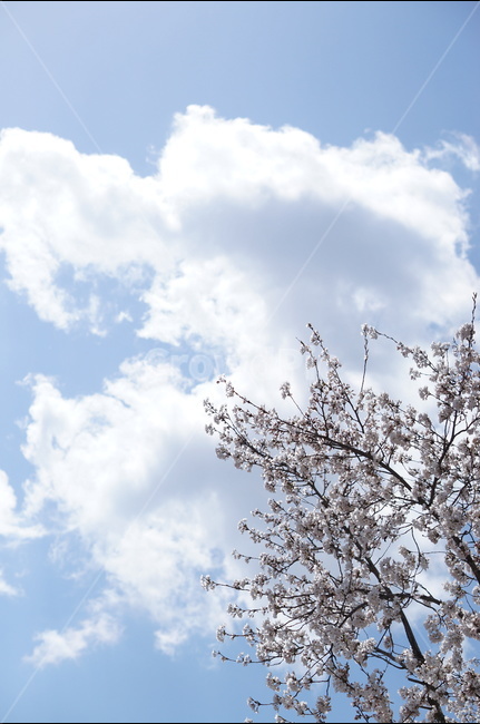 벗꽃,흰구름,4월,파랑하늘,하늘하늘,맑음,봄,계절,spring,season,자연,풍경,nature,landscape,식물,plants,꽃,flower,outdoors,옥외