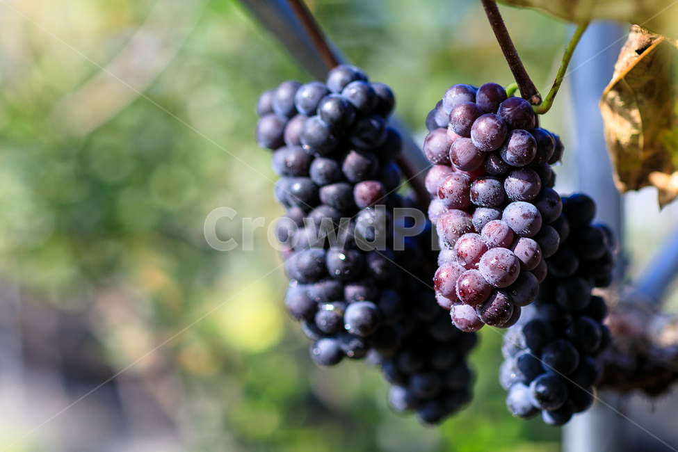포도,수확,가을,포도나무,과일,포도원,익은,열매,농촌,과일,열매,fruit,산업,industry,industrial,농업,농사,agriculture,farming,farming industry