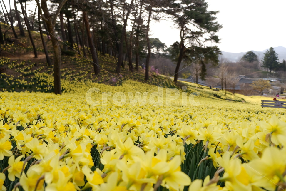 수선화,유기방가옥,수선화축제,daffodil,노란꽃,봄꽃,봄꽃축제,서산유기방가옥,한국자연풍경,자연풍경,꽃,flower,landscape,봄,계절,spring,season,자연,풍경,nature,landscape,plant,식물