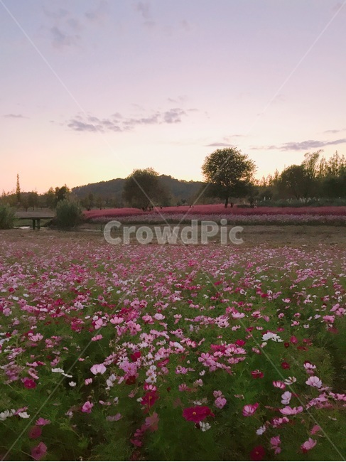 field,들,코스모스,해질녘,일몰,가을,꽃밭,풍경,배경,색감,감성,감성사진,자연,풍경,nature,landscape