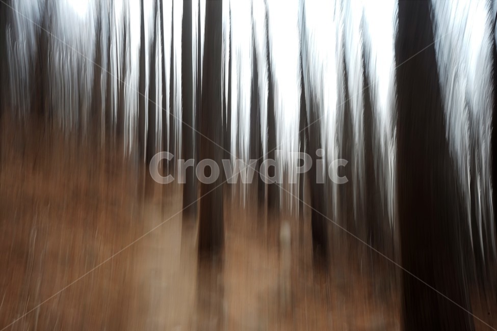 장노출,메타세콰이어숲,나무,자연,환상적,몽환적,배경사진,trees,nature,shutterspeed,longexposure,fantastic,자연,풍경,nature,landscape,vegetation,초목,plant,식물,tree,woodland,삼림지,forest,숲,outdoors,옥외,land,땅,grove,작은 숲
