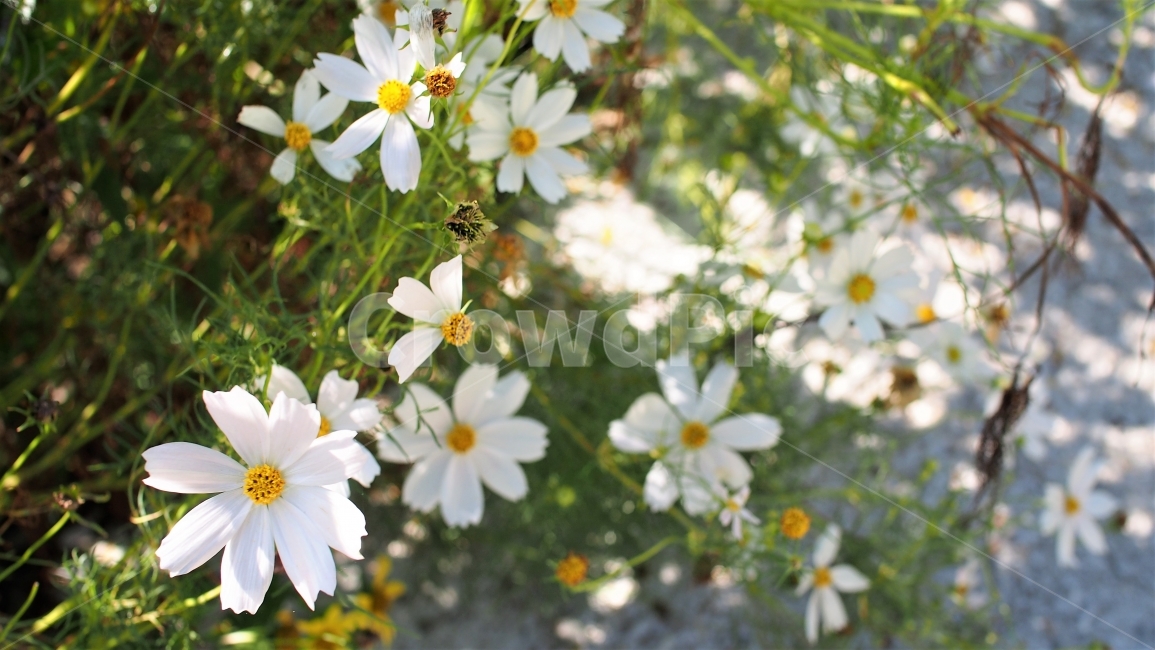 야생화,코스모스,꽃,꽃잎,가을,흰색,식물,꽃밭,꽃길,색감,vivid,garden,flower,petal,감성,자연,가을,계절,fall,autumn,season,식물,자연,plants,nature,꽃,flower,plant