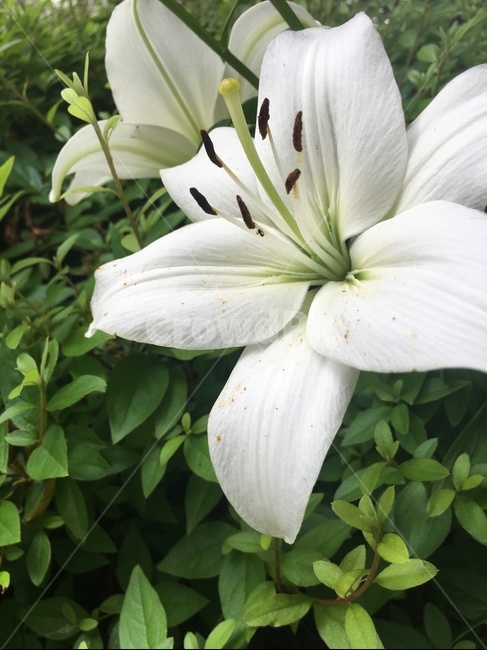 식물,꽃,백합,lily,blossom,flower,식물,자연,plants,nature,꽃,flower