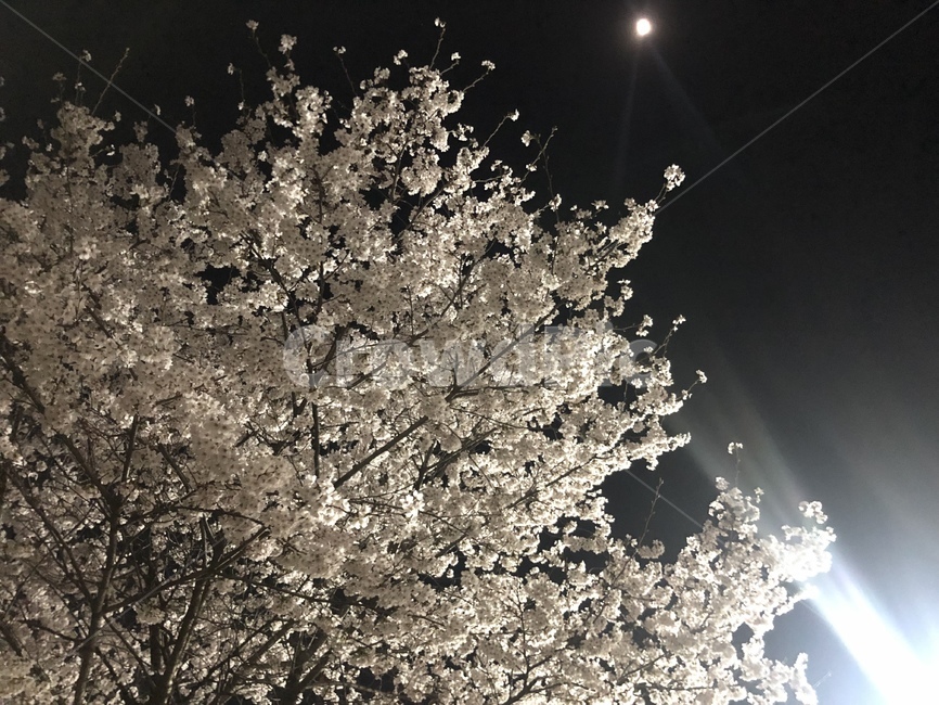 야경,벚꽃,밤하늘,봄꽃,팝콘꽃