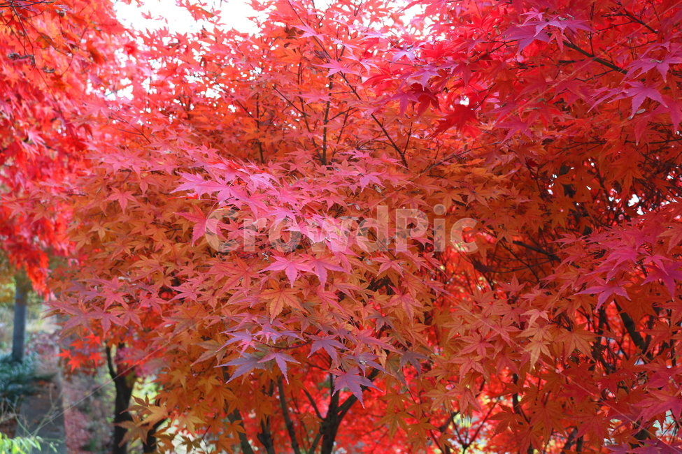 나무,단풍,단풍나무,식물,가을,자연,가을,계절,fall,autumn,season,식물,자연,plants,nature,나무,trees,wood,plant,leaf,잎,tree,maple