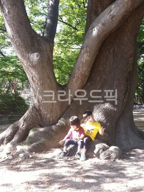 나무,tree,형제지간,고목,자연,어린이,형제,인물,남자아이,kid,child,아이들