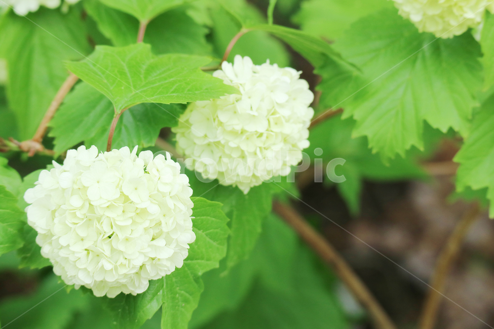 수국,꽃,봄,꽃밭,식물,자연,하얀수국,흰수국,식물,자연,plants,nature,꽃,flower