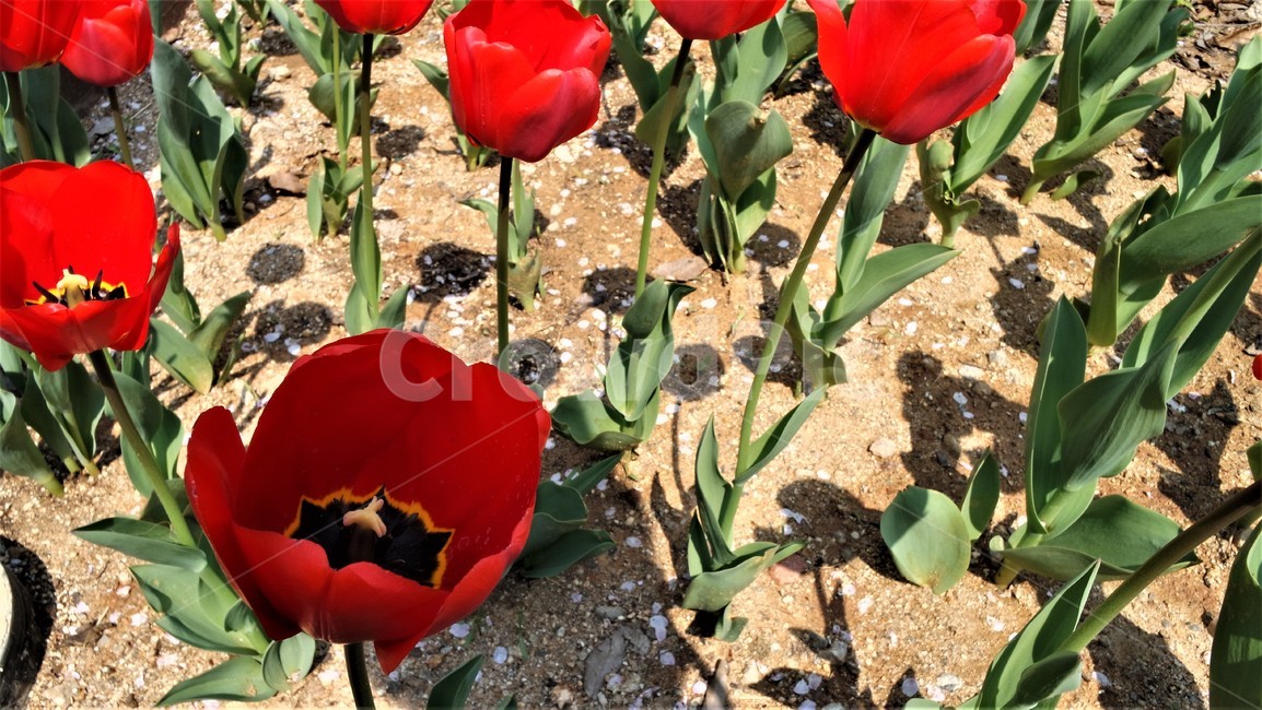 들꽃,튤립,tulip,plant,식물,flower,꽃,blossom,식물,자연,plants,nature