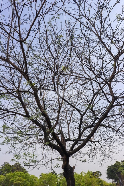 bud,natural,nature,Sky Park,tree,sight