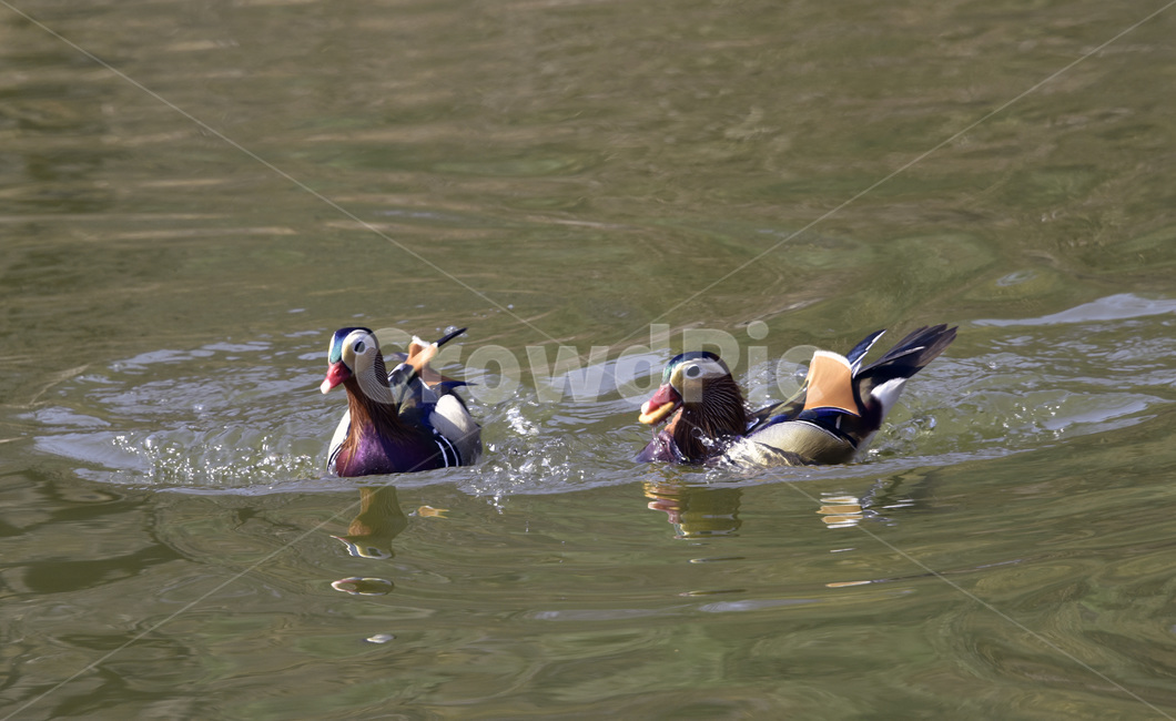bird,새,mandarinduck,lovebirds,원앙,천연기념물,텃새,조류,동물,animal,조류,새,birds