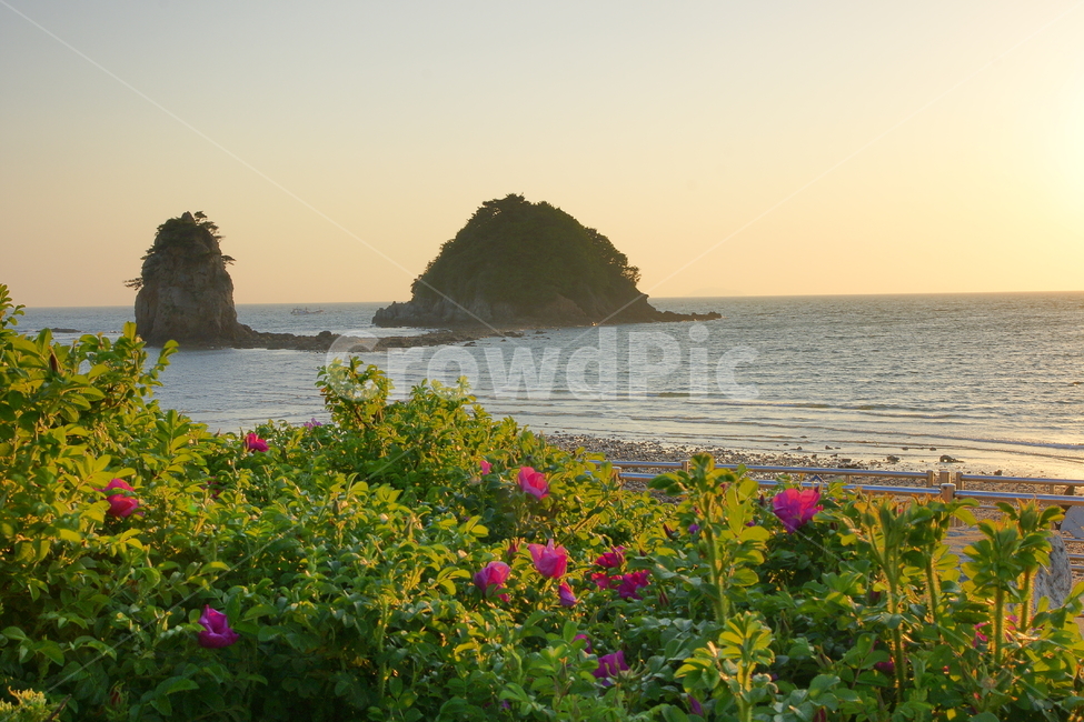 꽃지해변,해당화,안면도,바다,일몰,자연,풍경,nature,landscape,한국자연풍경,한국자연경관,korea nature landscape,land,땅,outdoors,옥외,ocean,대양,sea,water,물,shoreline,해안선