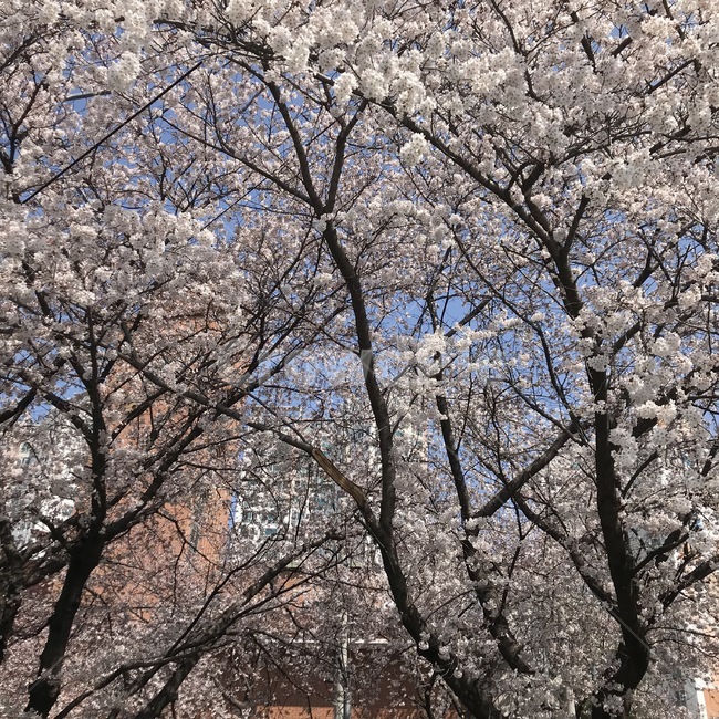 봄,벚나무,정방향,분홍,벚꽃,꽃