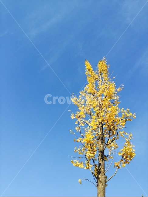 하늘,단풍,가을,구름,햇빛,가을,계절,fall,autumn,season,식물,자연,plants,nature,나무,trees,wood,tree,plant