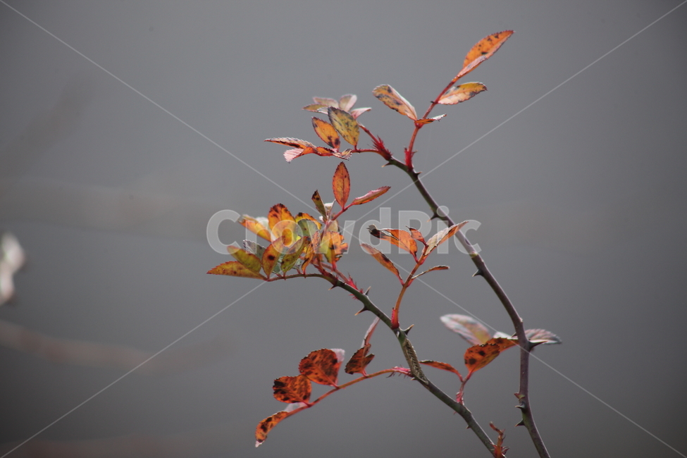 단풍,잎,식물,가을,redleaves,가을,계절,fall,autumn,season,식물,자연,plants,nature,plant,leaf