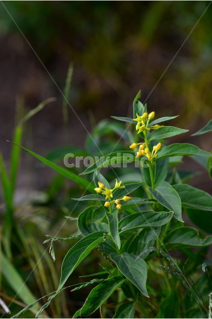 선백미꽃,야생화,꽃,식물,자연,생태,플라워,flower,plants,nature,식물,자연,plants,nature,꽃,flower