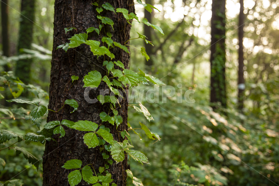 숲,힐링,자연,여름,산,등산,새벽,아침,풀,수풀,나무,휴양림,산림청,자연보호,푸르게,생명,초록,green,환경보호,환경,산음자연휴양림,자연,풍경,nature,landscape,식물,plants,나무,trees,wood,휴식,힐링,rest,relaxation,healing,plant