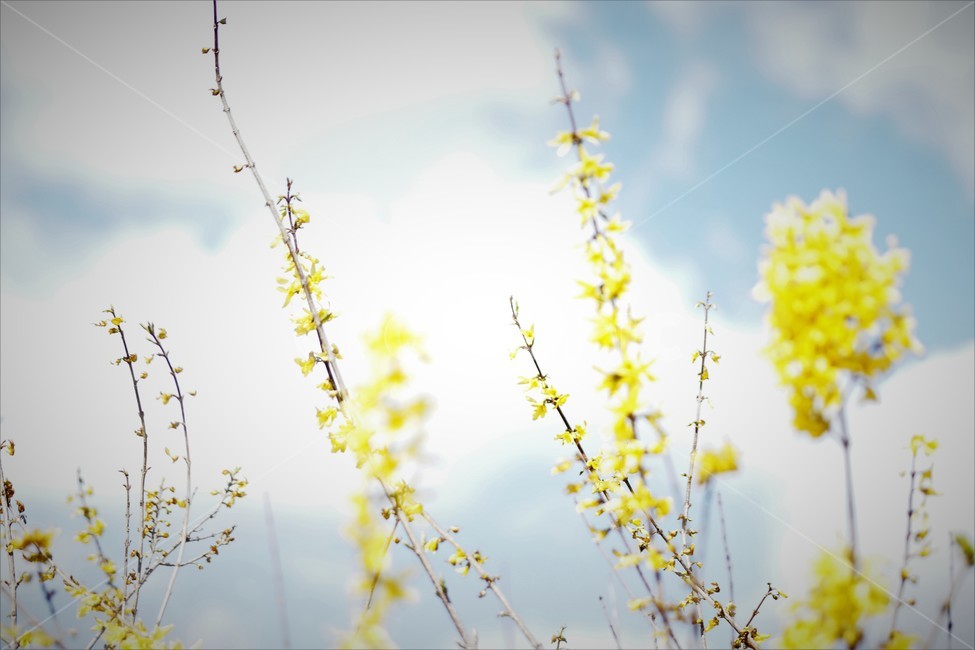 봄,개나리,봄꽃,식물,자연,노란색,계절,하늘,구름,spring,season,beauty,flower,nature,봄,계절,spring,season,식물,자연,plants,nature,꽃,flower,plant,blossom