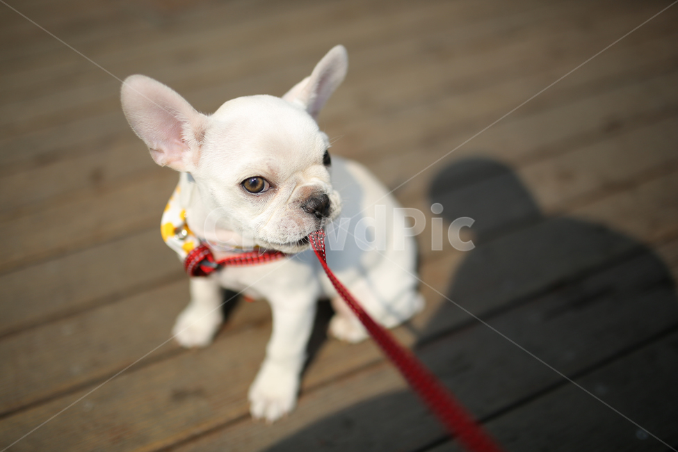 불독,반려견,강아지,동물,애완동물,프렌치불독,개,dog,포유류,animal,가정견,멍멍이,귀여운강아지,kitty,귀여운동물,시크,흰색,동물,animal,포유류,mammal,개,강아지,dog,doggy
