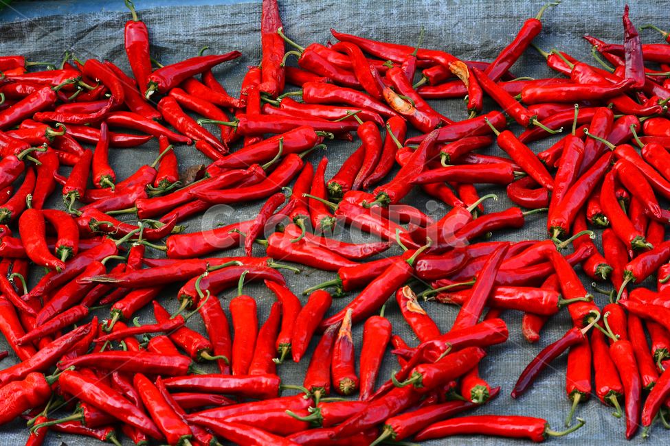 고추,양념,매운맛,빨간고추,건고추,열매,김치재료,캡사이신,hotpepper,red,빨강색,자극적,김치양념,고추장,고춧가루,식재료,food,아열대식물,농업,밭농사,수확,태양초,말리다,건조,고추말리기,음식재료,요리재료,건강식품,음식,식재료,요리,food,cook,meal,dishes,food reserves