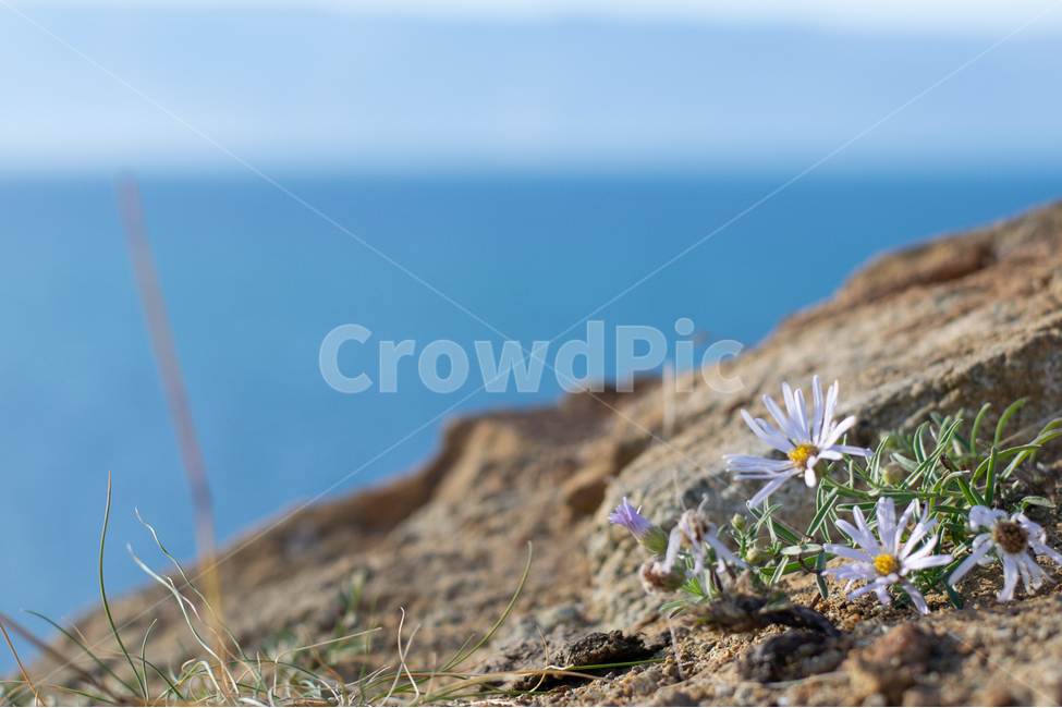 꽃,바다,바위,자연,풍경,식물,자연,plants,nature,꽃,flower