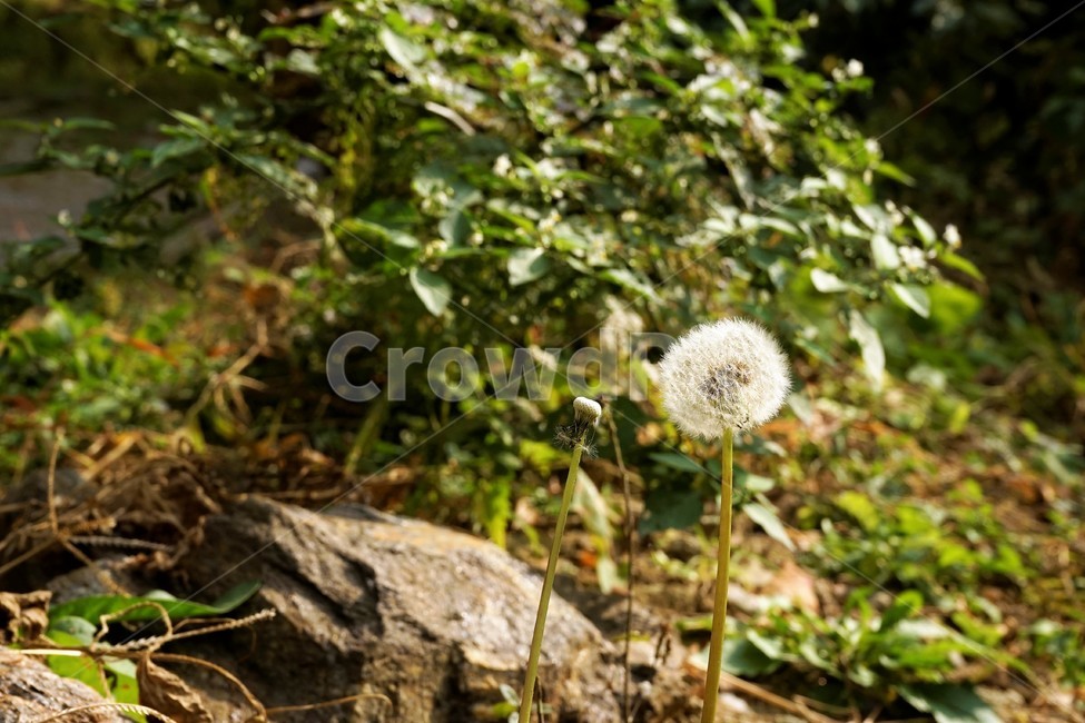민들레,홀씨,솜털,번식,둥근모양,식물,자연,plants,nature