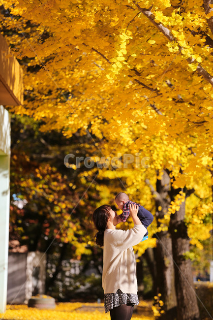 가을,단풍,은행나무,가족,행복,아이,가을,계절,fall,autumn,season,사람,인물,인간,human,person,여성,여자,woman,female,lady,가족,패밀리,family,영유아,아기,애기,아이,infants,baby,감성,sensible,feeling,색깔,색상,색채,색감,color sense,color sensitivity,feeling of color,plant,식물,leaf,잎,tree,나무