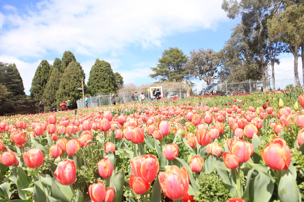 flower,plant,식물,tree,나무