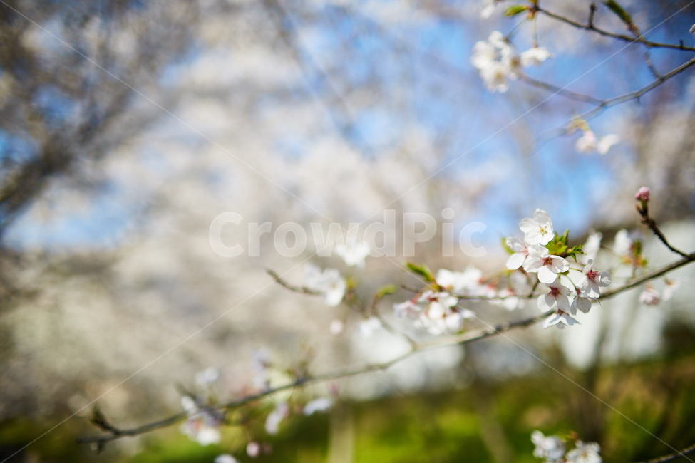 벚꽃,봄,cherryblossom,spring,내소사,변산반도,식물,자연,plants,nature,꽃,flower