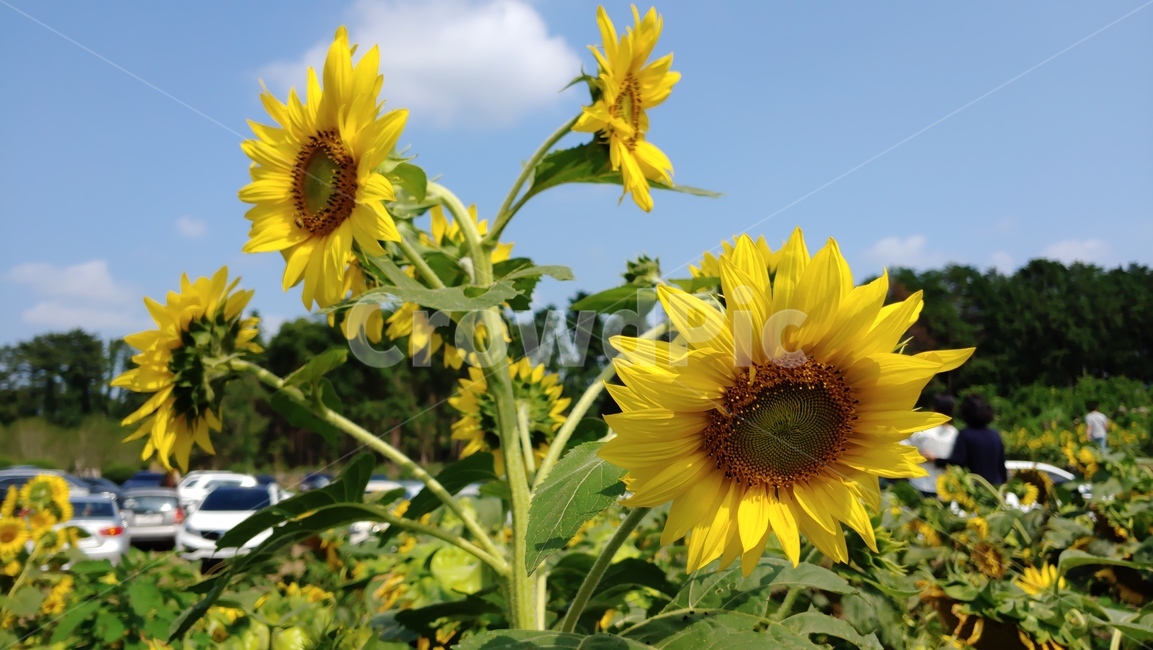 해바라기,해바라기밭,yellow,sunflower,summerflower