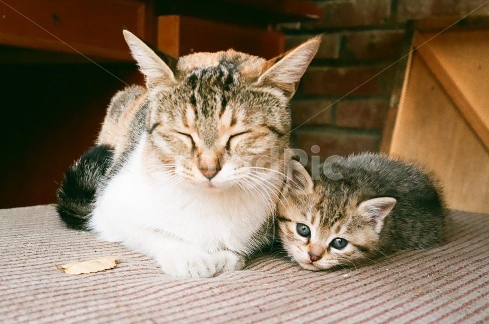 고양이,길고양이,사랑,코리아숏헤어,필름,동물,animal,포유류,mammal,고양이,cat,kitten,kitty
