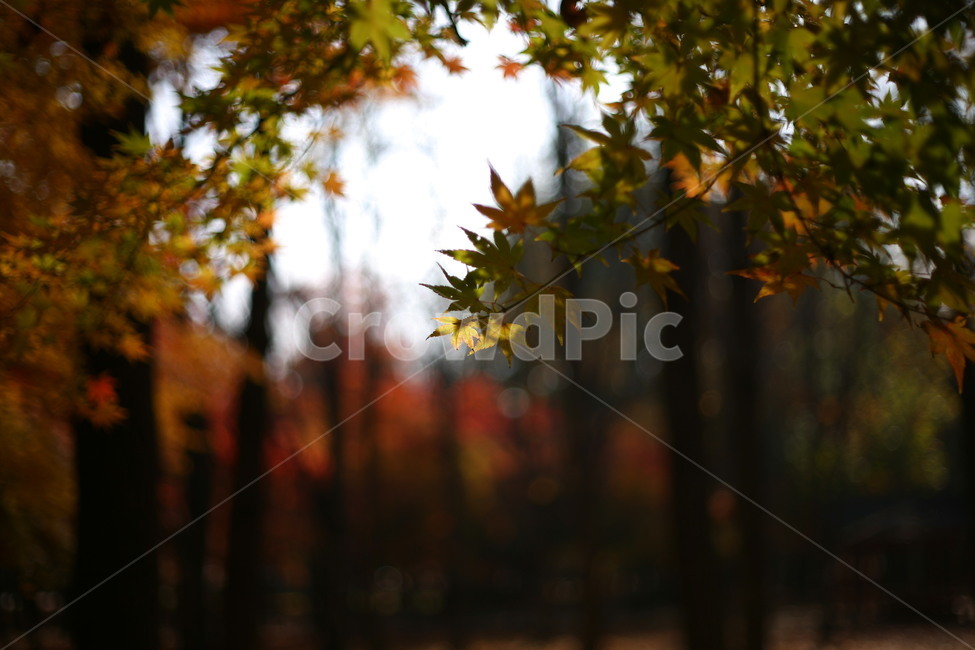 tree,나무,plant,식물,나무줄기,공원,자연,단풍,가을,계절,fall,autumn,season,자연,풍경,nature,landscape