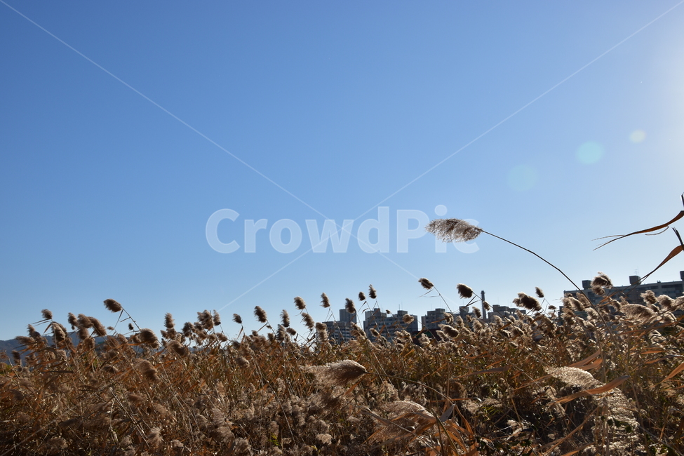 자연,배경,아름다운,하늘,구름,파란,갈대,nature,background,beautiful,sky,clouds,blue,reed,가을,계절,fall,autumn,season,grass,잔디,plant,식물,lawn,bird,새,animal,동물