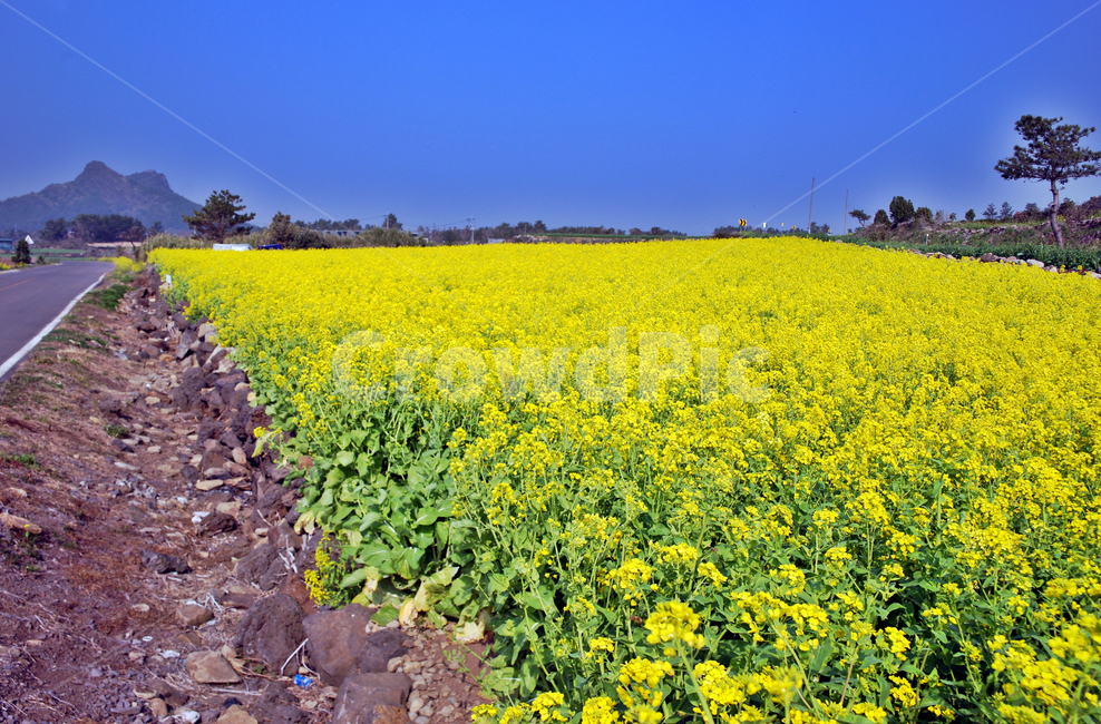 유채꽃,제주,봄,사계리,자연,봄,계절,spring,season,제주도,jeju,jeju island,outdoors,옥외,field,들,grassland,목초지,nature