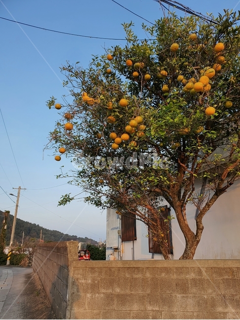 오렌지나무,담장,식물,plant,정원,과일,열매,fruit