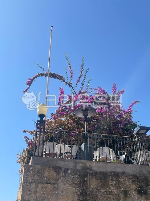 handrail,cafe,nature,flower tree,Handrail,Portugal,europe,balcony