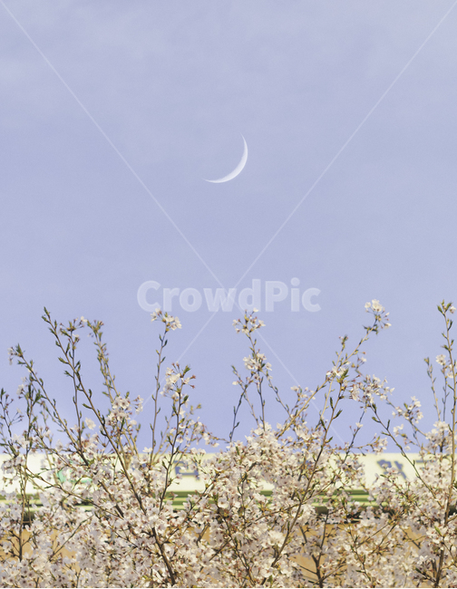 벚꽃,봄,달,따스함,산책,spring,cherryblossom,하늘,청량함,꽃,flower,plant,blossom,moon,초승달,나무