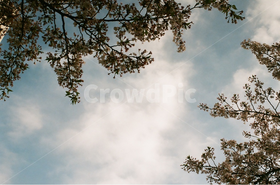 꽃,벚꽃,봄,벚꽃나무,자연,하늘,감성,식물,힐링,계절,season,spring,flower,봄,계절,spring,season,자연,풍경,nature,landscape,식물,plants,꽃,flower,light,빛,flare,플레어