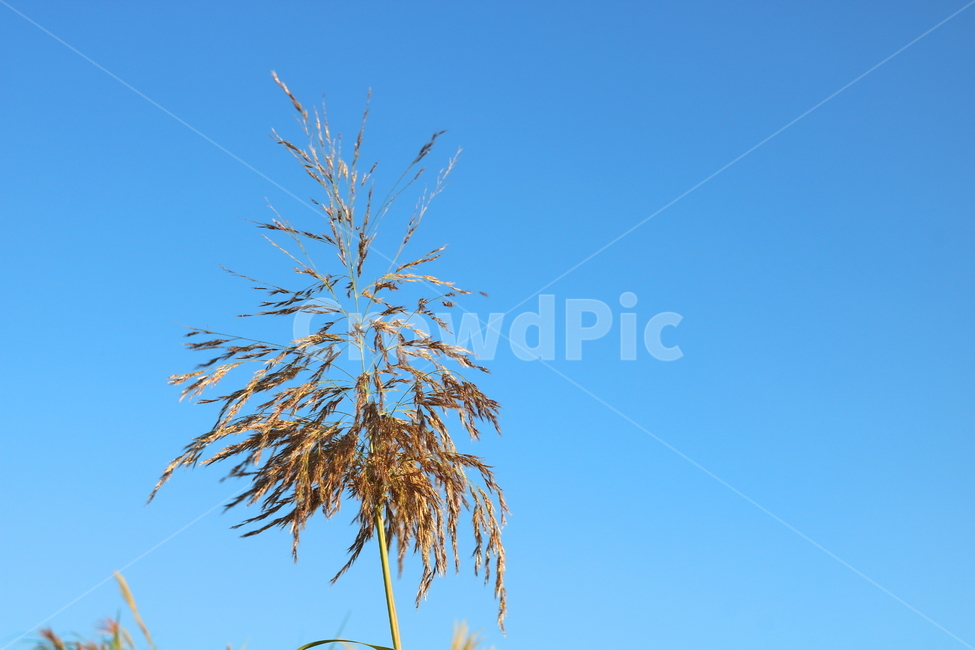 갈대,벼과,식물,자연,가을,가을,계절,fall,autumn,season,nature,plant,outdoors,옥외,tree,나무