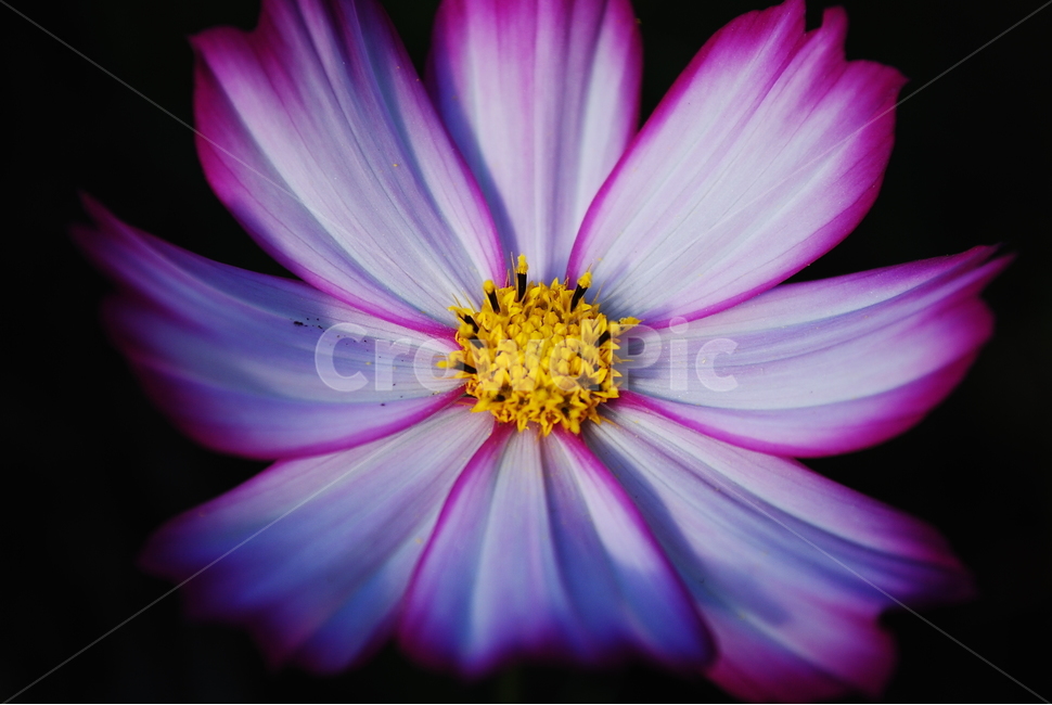 꽃,꽃확대,그라데이션,flower,바탕화면,배경화면,접사,접사촬영,아름다운꽃,이쁜꽃