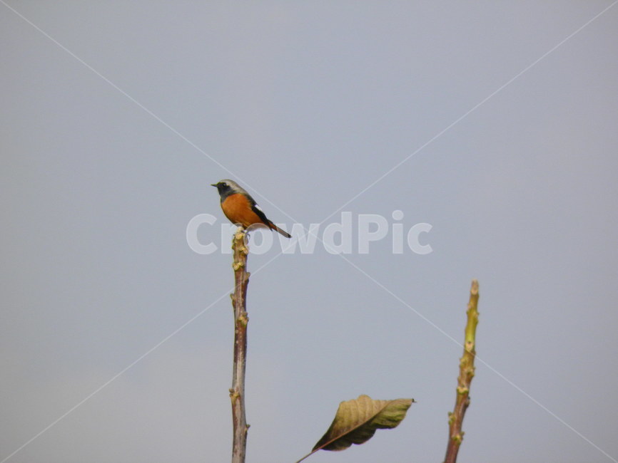 새,자연,아름다운,풍경,자연적인,동물,animal,조류,새,birds